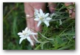 Edelweiss...Edelweiss...  » Click to zoom ->